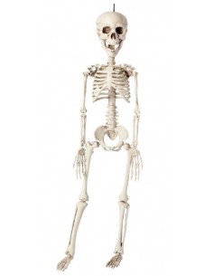 Scheletro Ornamenti...