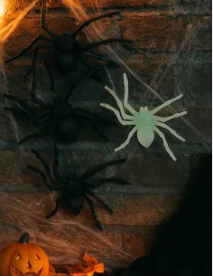 Ragni Di Halloween... 2