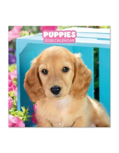 Calendario Da Muro 2026...